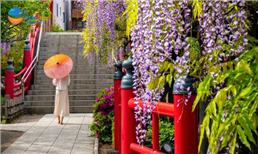 [HCM] Tour Nhật Bản Lễ 30/4 Mùa Hoa Tử Đằng: Shinhotaka Ropeway